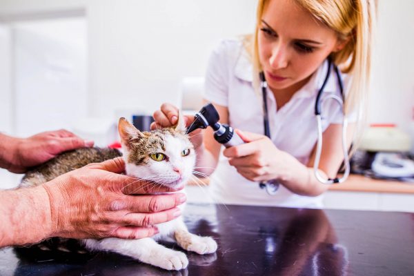 Cat during having otoscope examination at veterinary clinic. Young veterinarian at work checking cats ear. Young blond woman with stethoscope.